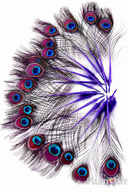 Paon bleu miniature - 15-25 cm - violet